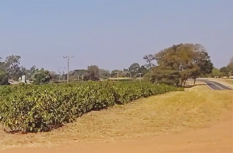 Homem de 41 anos põe fogo em vegetação e queima 90% do corpo em sítio