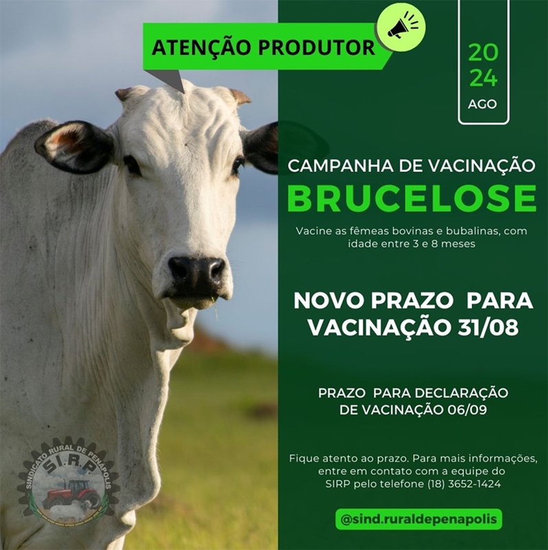 Prazo para vacinação contra a Brucelose Bovina é prorrogado até dia 31 de agosto