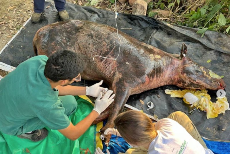 Anta que morreu após ser resgatada em canavial estava amamentando