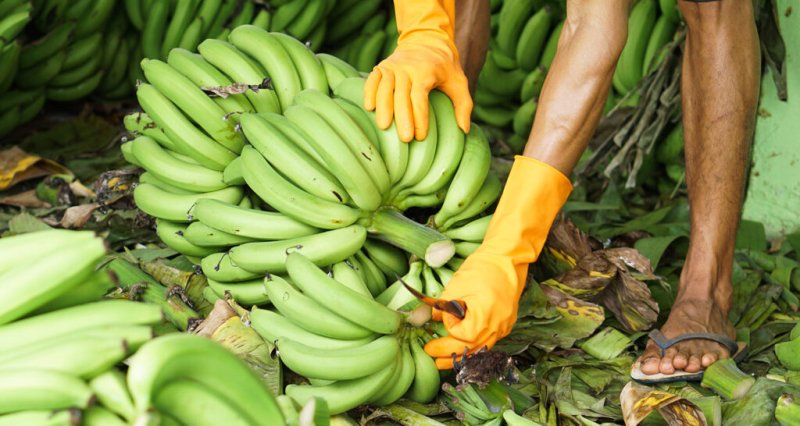 Preços ao produtor paulista: banana e borracha tiveram as maiores valorizações; alface e batata doce sofreram queda