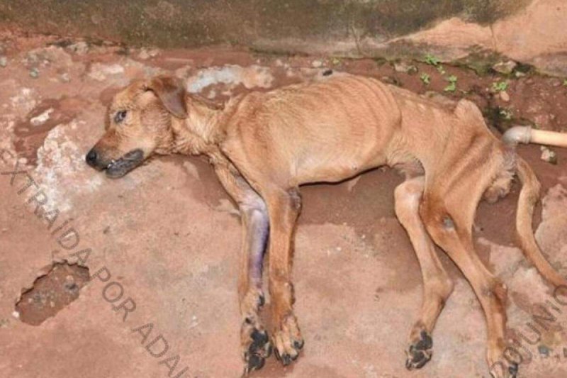 Polícia Ambiental autua homem por maus-tratos a cães