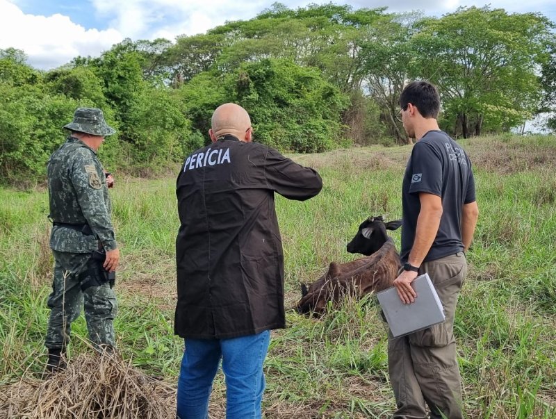 Polícia Ambiental encontra bovinos mortos e desnutridos em fazenda de Avanhandava