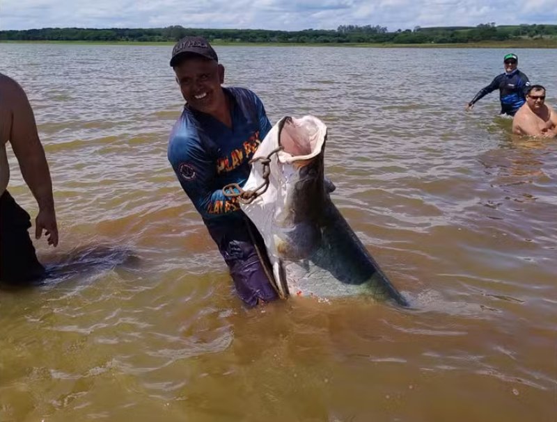 Tamanho, sabor da carne e benefícios para o organismo transformam  pirarucu em 