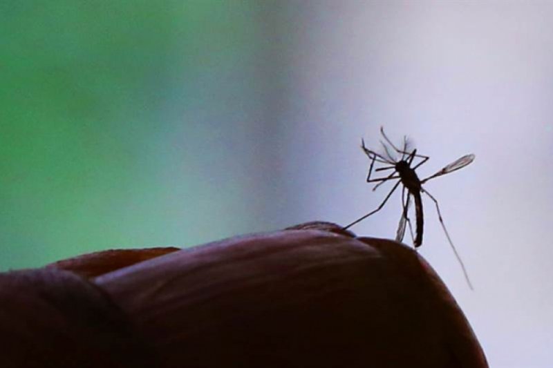 ​Região é apontada como local de atenção para a dengue pela Fiocruz