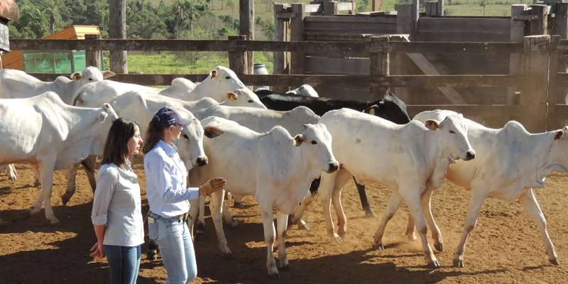 Mercado de trabalho na agropecuária é destaque em 2021