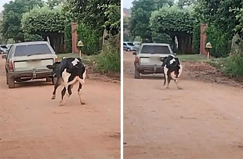 Homem é flagrado arrastando bezerro por uma corda amarrada a um carro