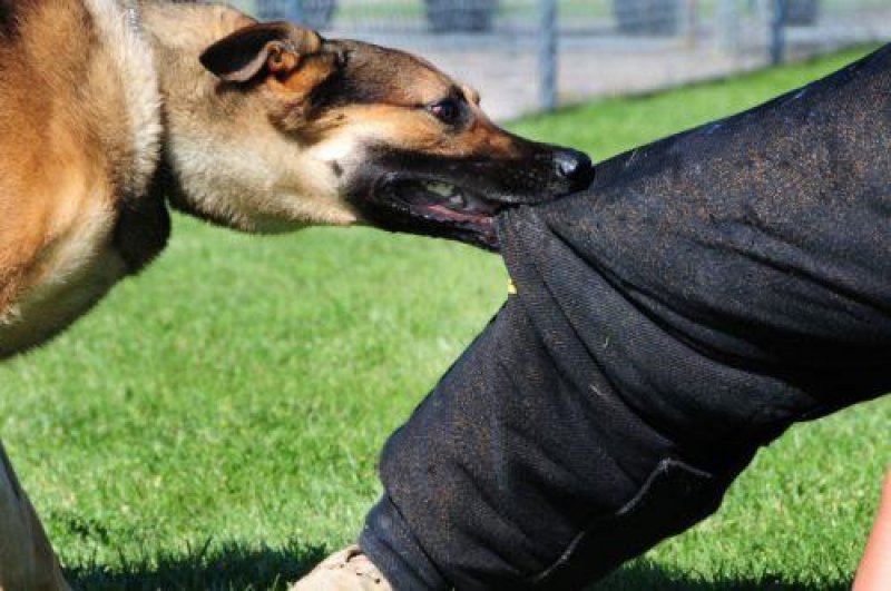 Mulher leva nove pontos na perna após ser atacada por cachorro