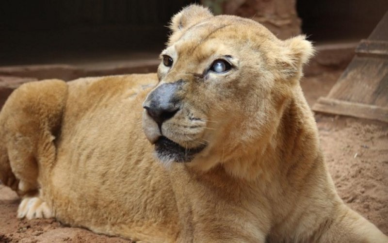 Morre leoa Sabrina, a última da espécie africana no zoológico de Rio Preto