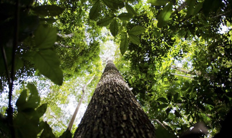 Amazônia tem 2º trimestre com maior desmate desde 2016