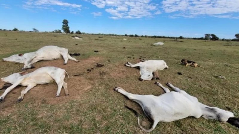 Frio mata mais de mil bovinos em Mato Grosso do Sul