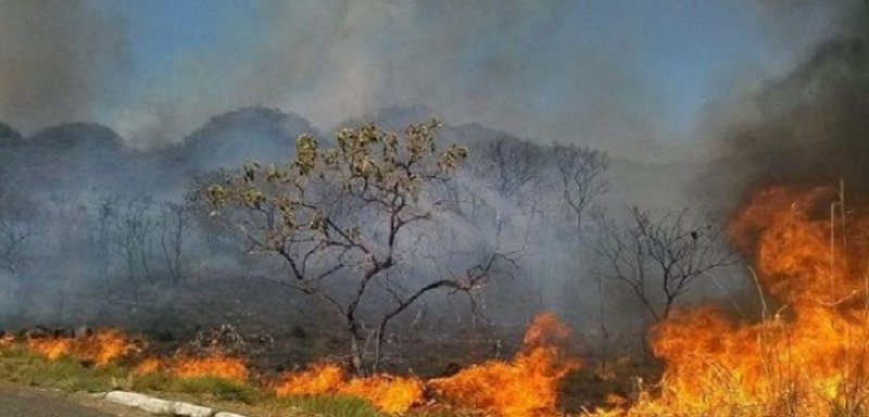 Queima prescrita na Floresta Estadual do Noroeste Paulista começa nesta segunda-feira