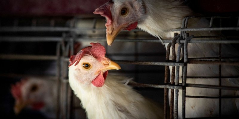 Gripe aviária: Agricultura confirma mais um caso em ave silvestre