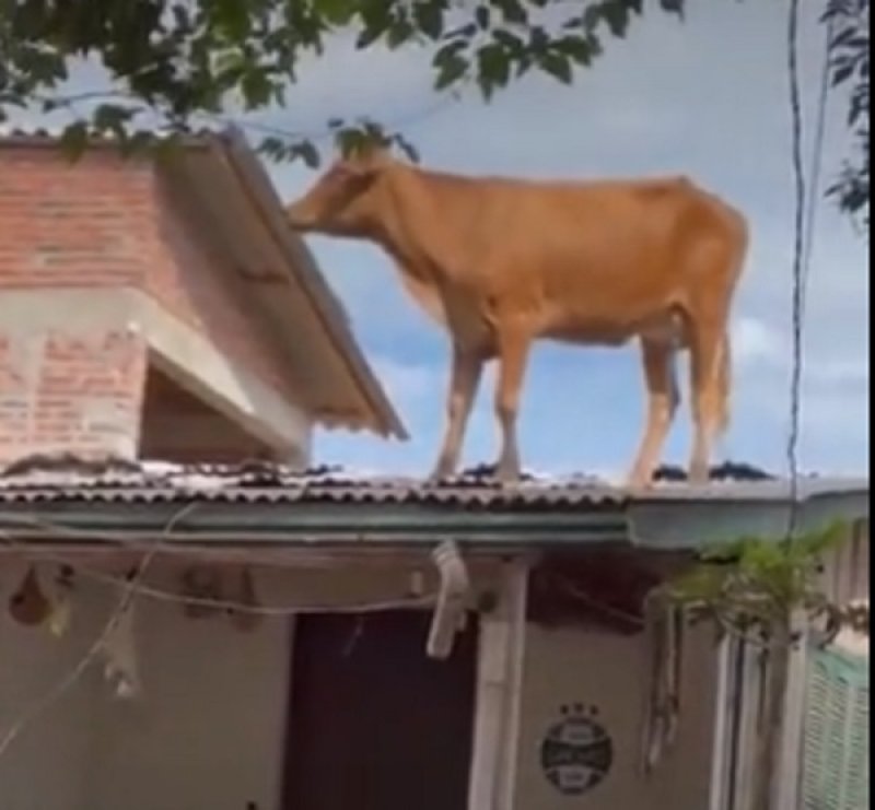 Vaca é resgatada de telhado de casa após passagem de ciclone no RS