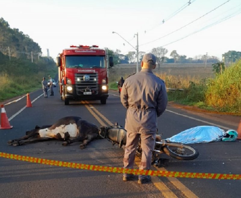 Motociclista morre após atropelar vaca solta em rodovia