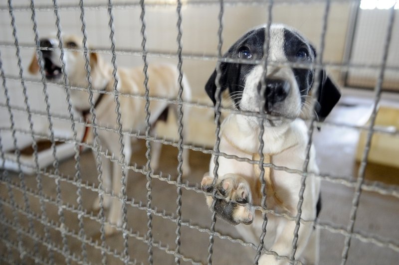 Governador de SP veta projeto que queria proibir venda de animais em pet shops