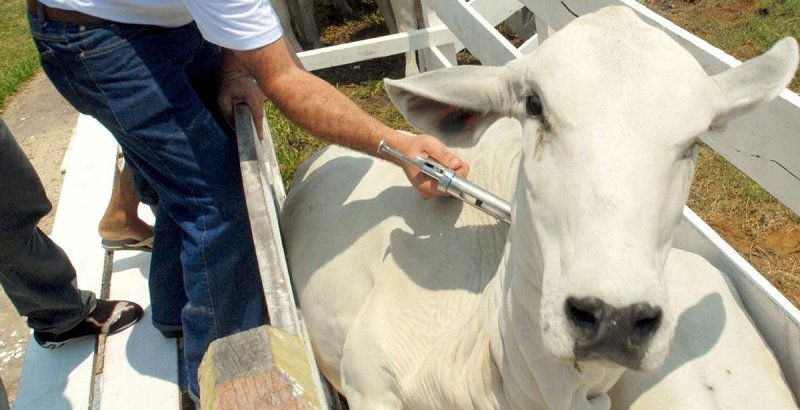 SP vacina 100% do rebanho estadual contra a febre aftosa