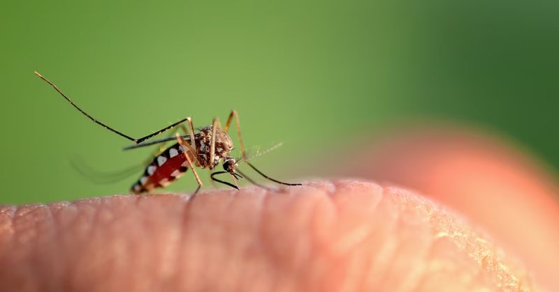 Plano para nova temporada de dengue focará em tecnologias de combate ao mosquito