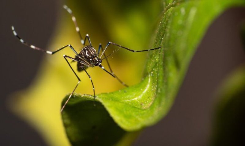 Governo de SP promove semana de mobilização contra a dengue