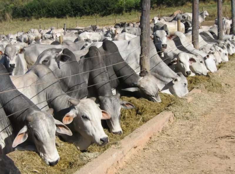 Febre Aftosa: Campanha de vacinação no Estado de SP tem início neste domingo