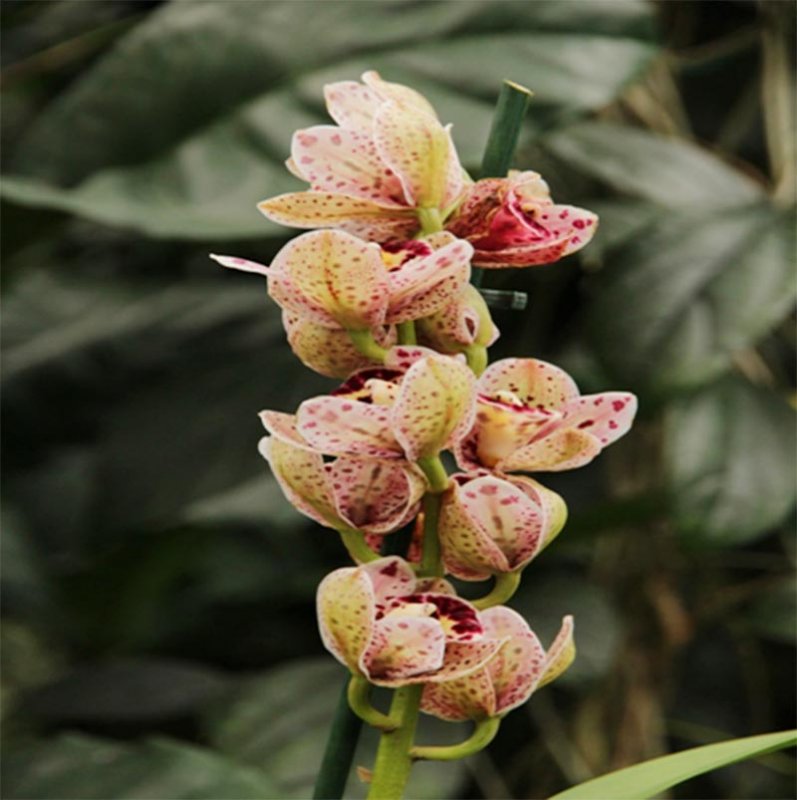 A beleza incontornável das orquídeas marca presença todos os anos em Penápolis