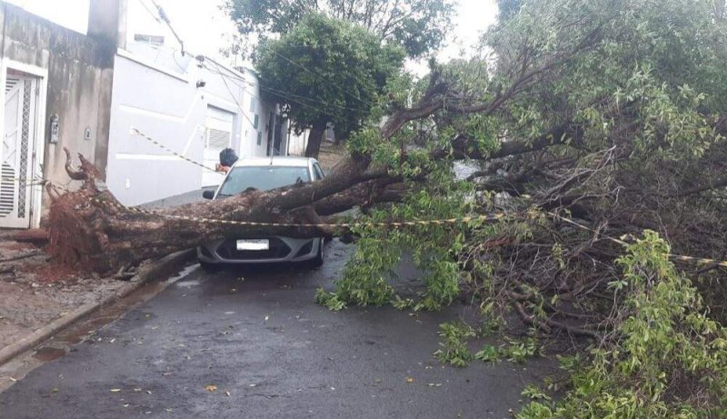 Árvores atingem carros estacionados durante temporal inesperado na cidade de Araçatuba