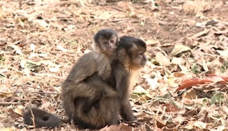 Trio é detido tentando capturar macacos-prego para venda